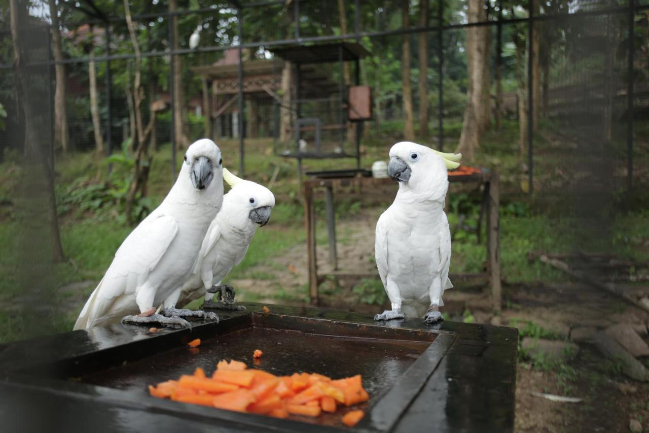 Kasuari Exotic Resort Magelang Zewnętrze zdjęcie